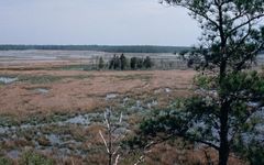 Chesapeake Bay wetlands