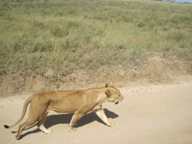 A lion at the Serengeti