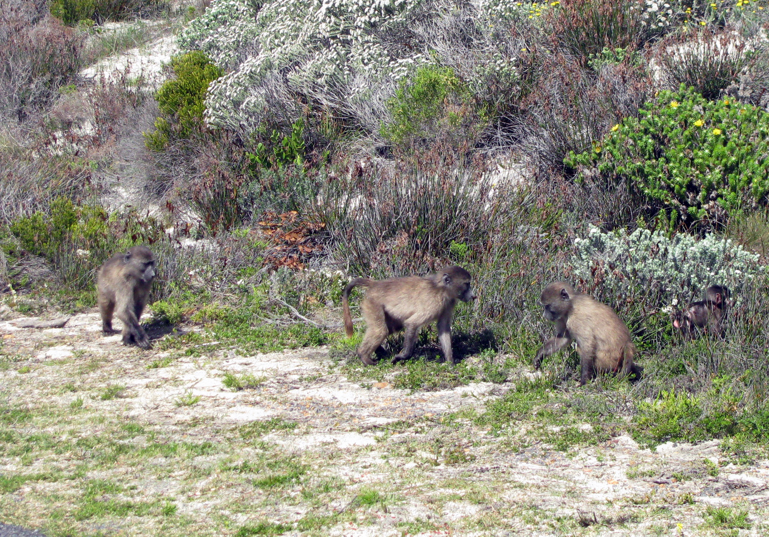 baboons by Cape Point