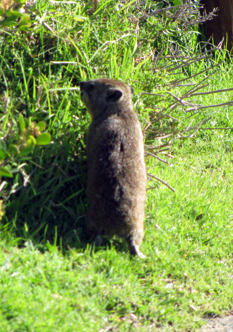 A rock hyrax, commonly called a dassie