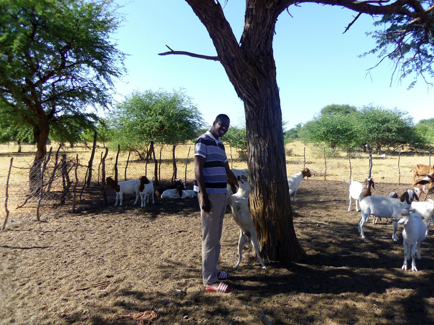 George and his goats in Namibia