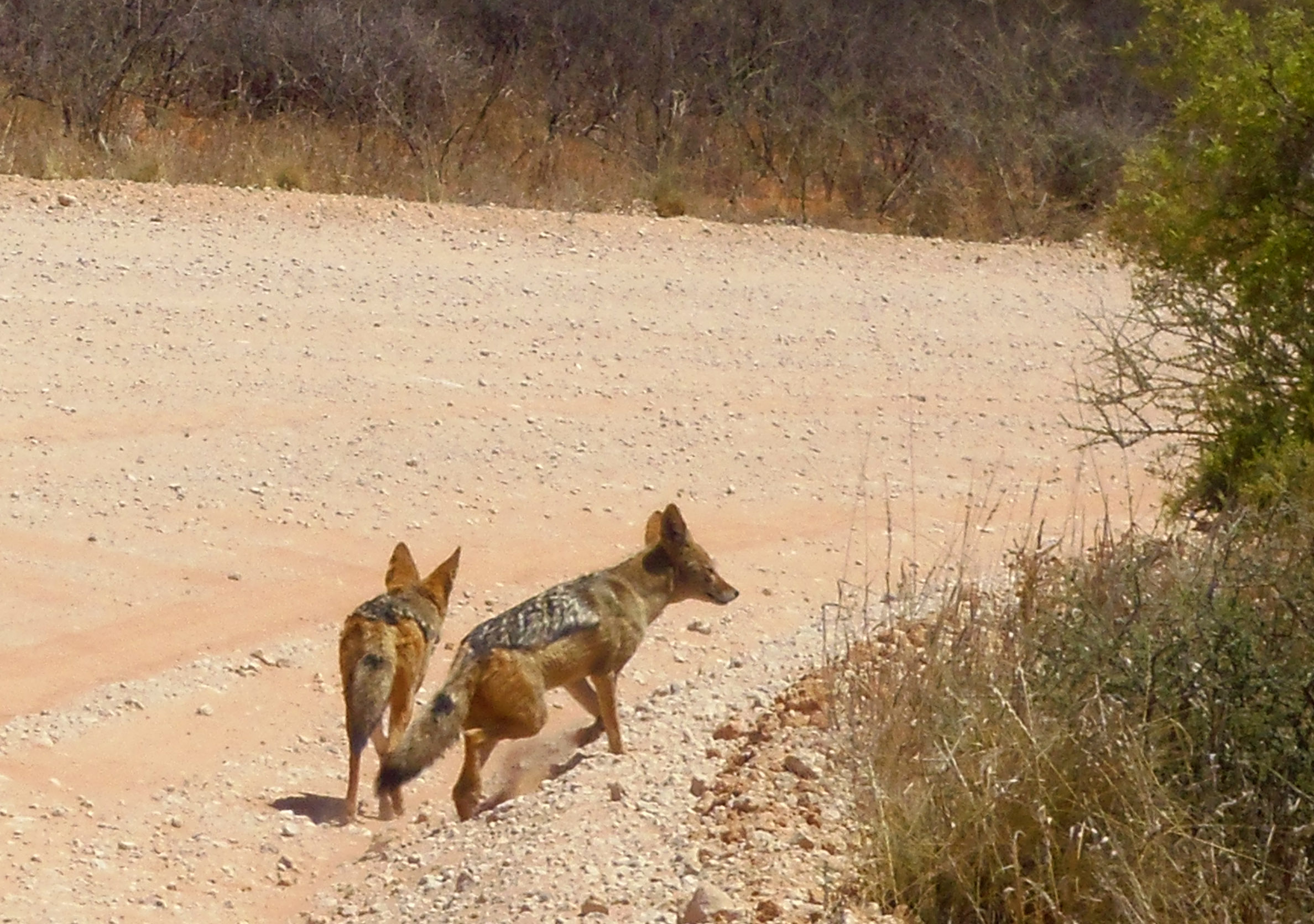 Jackals on the road in the Kalahari