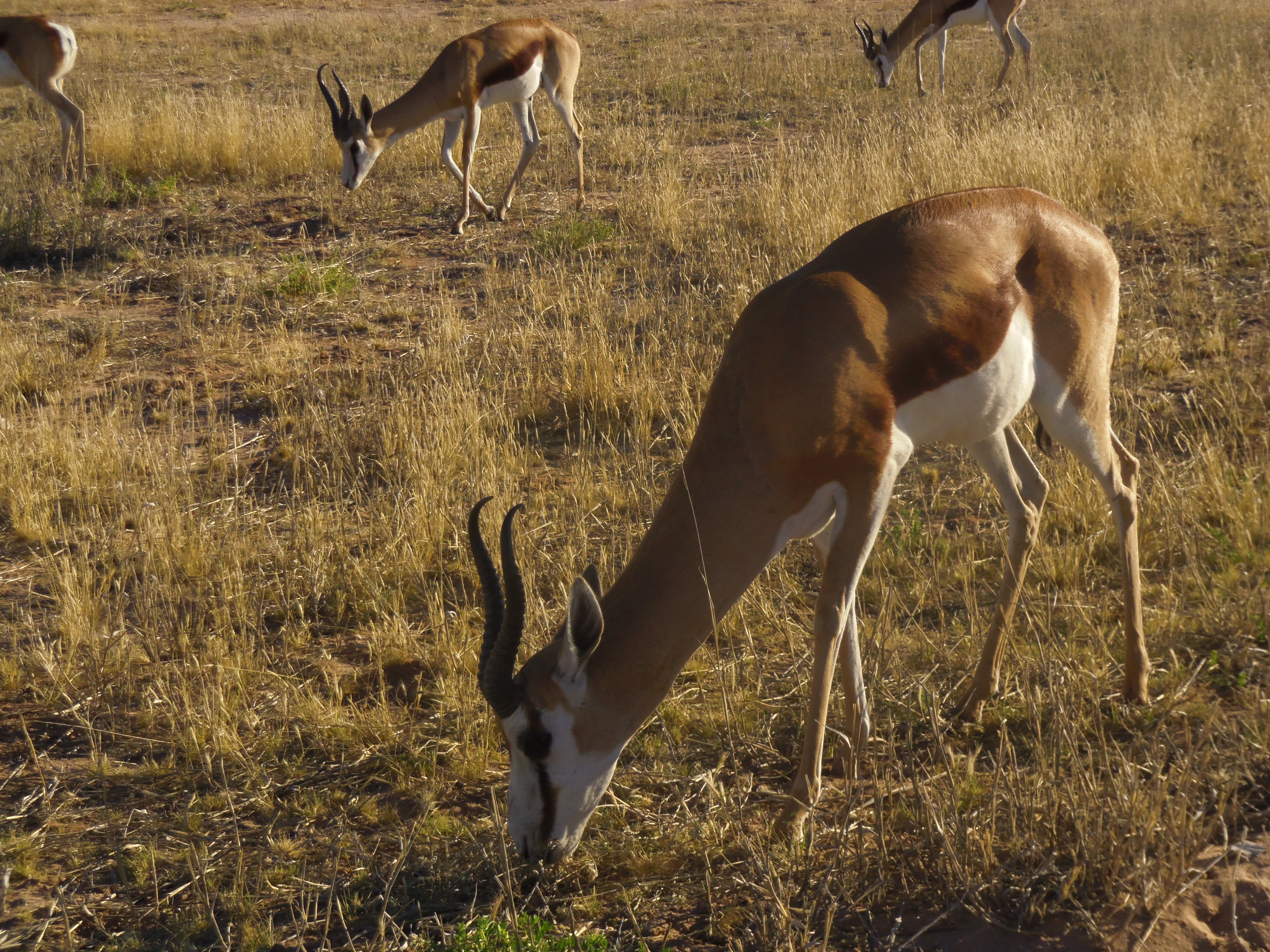 Springbok in the Kalahari