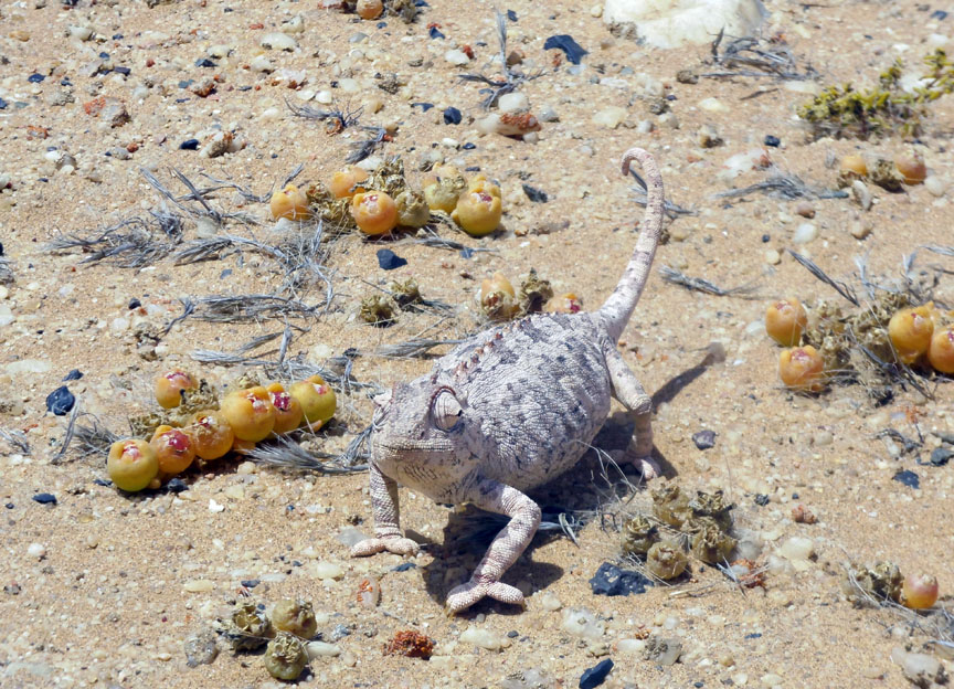 A chameleon in the Namib Desert