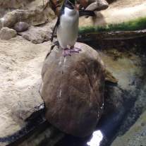 A Macaroni penguin rescued by the aquarium
