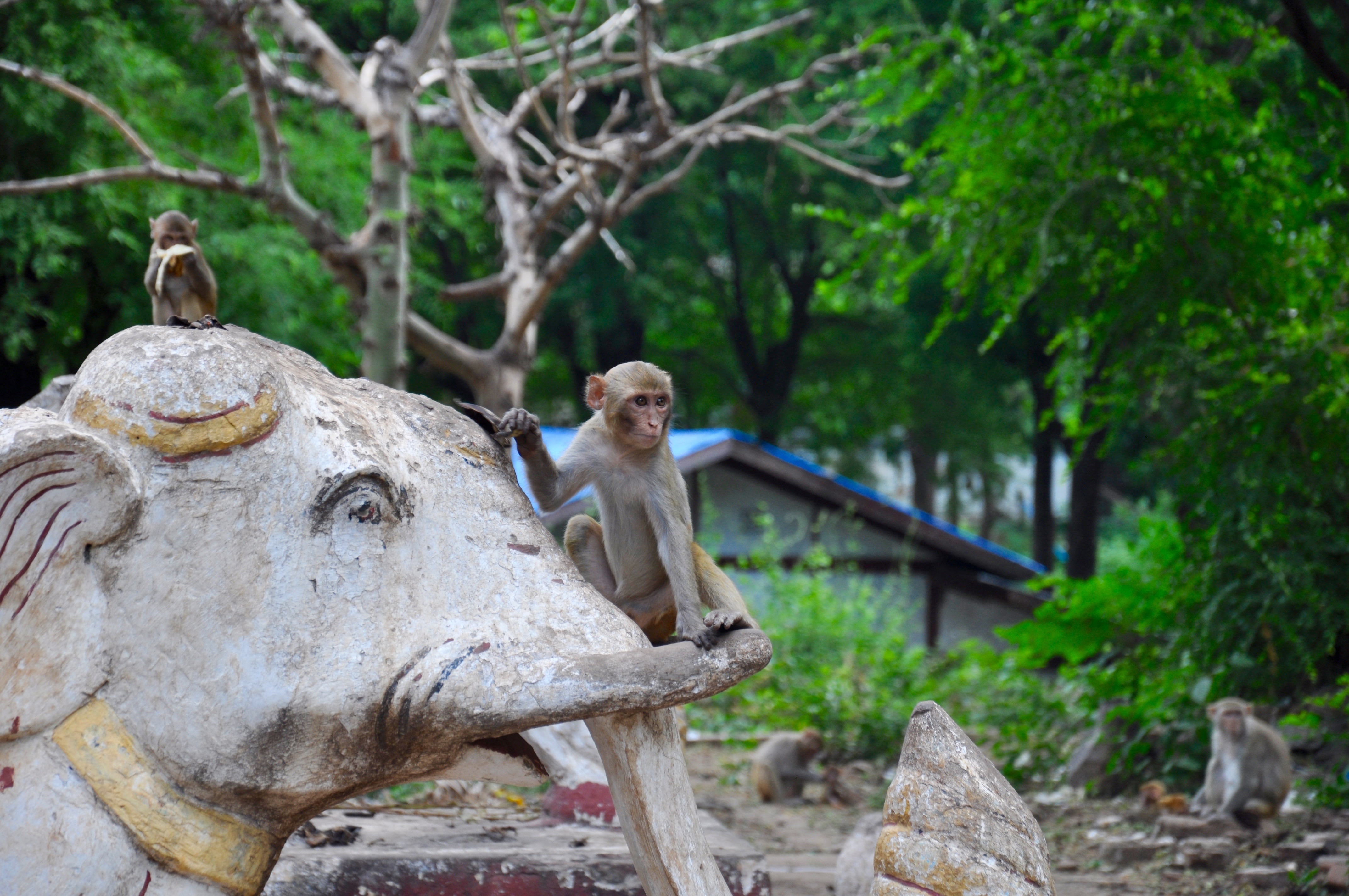 A monkey in Myanmar