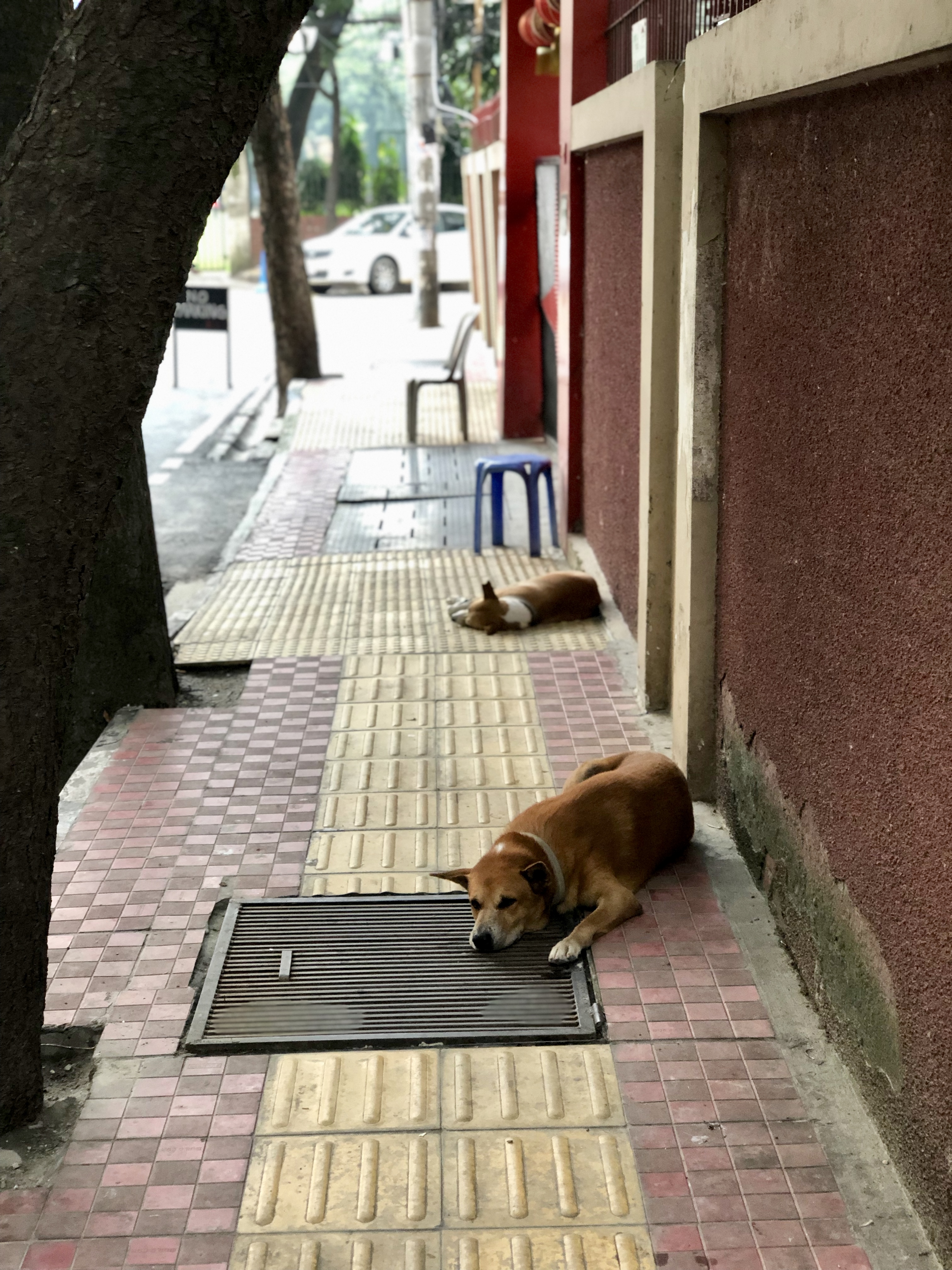 Street dogs napping near my house