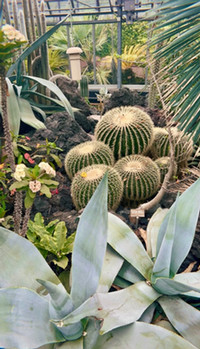 Cacti at the Jardin Botanique