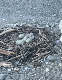 Cygnets Hatching in a Nest