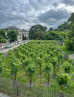 Geneva City Vineyard