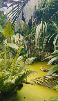 Pond and Fern at the Jardin Botanique