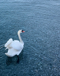 Swan on Lake Geneva