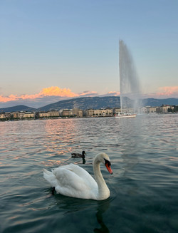 Swan in front of the Jet d'Eau