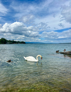 Swan on Lake Geneva Week 2