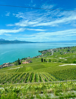 Vineyard over Lake Geneva