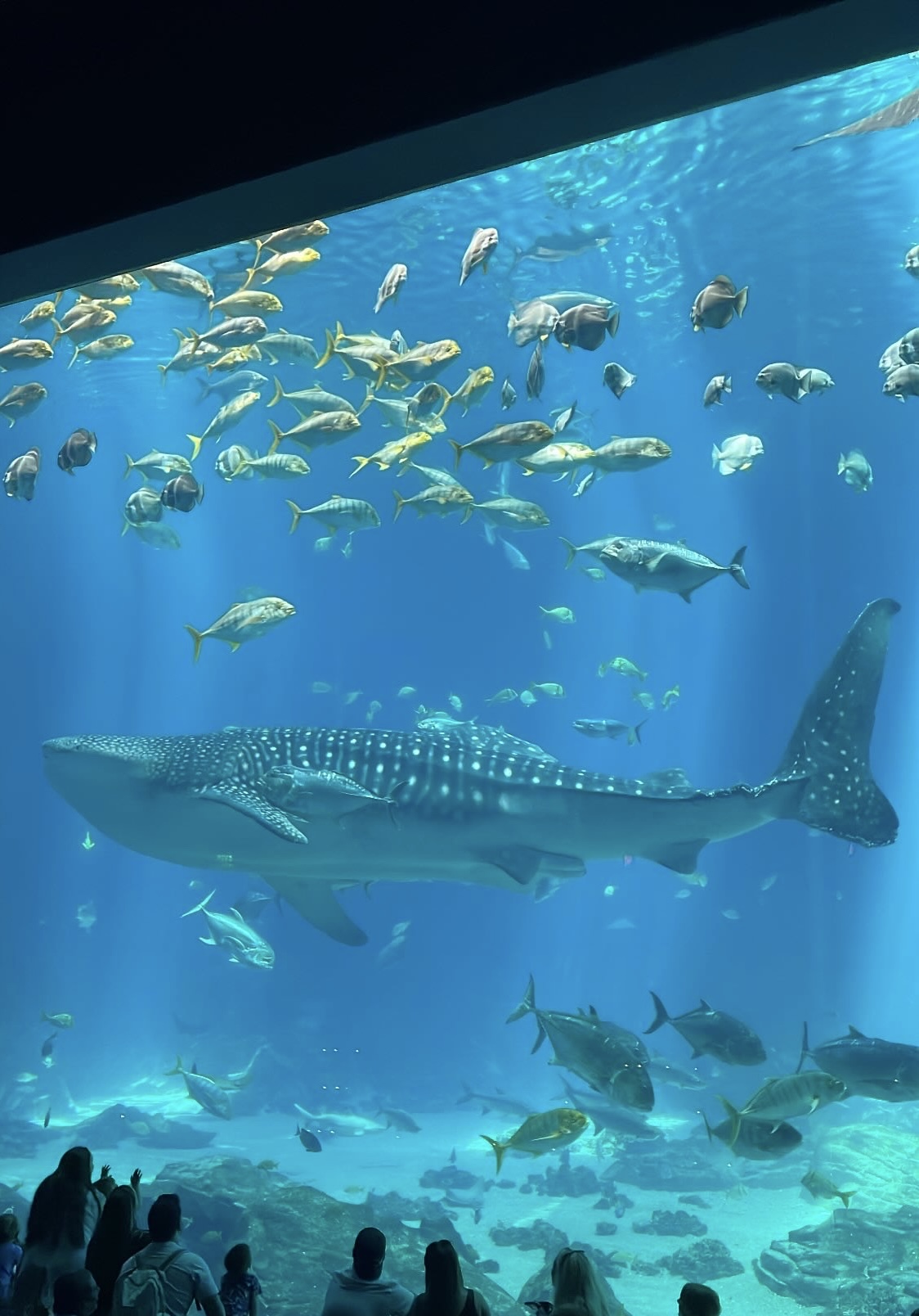 whale shark