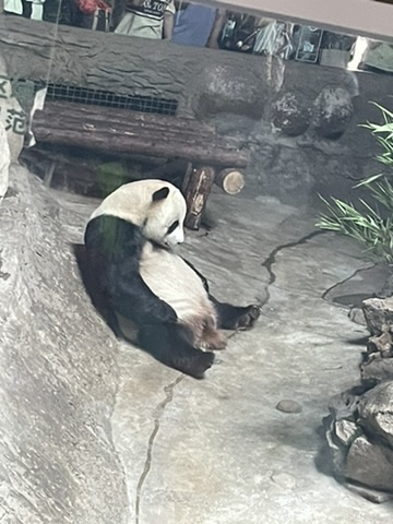 One Very Sleepy Panda