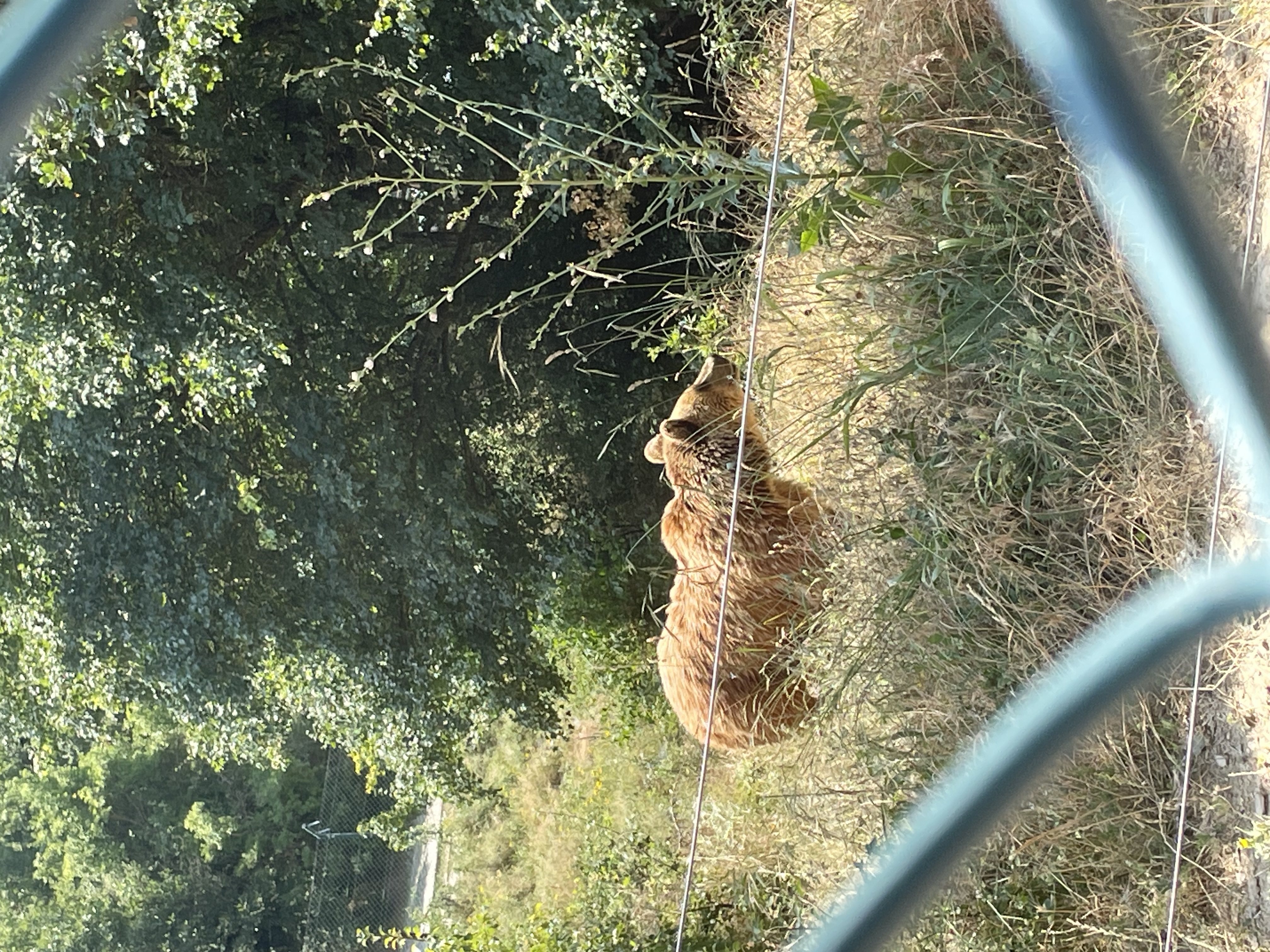 Mira, one of the bears in the sanctuary, walking around in her enclosure.