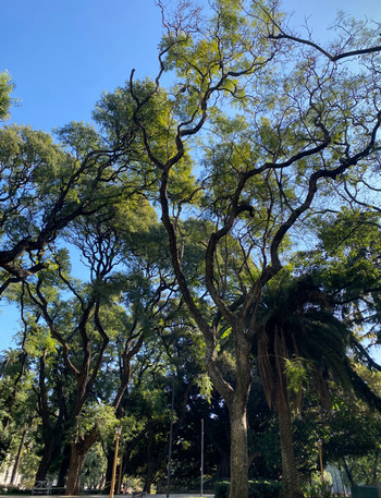 park on a particularly zen day