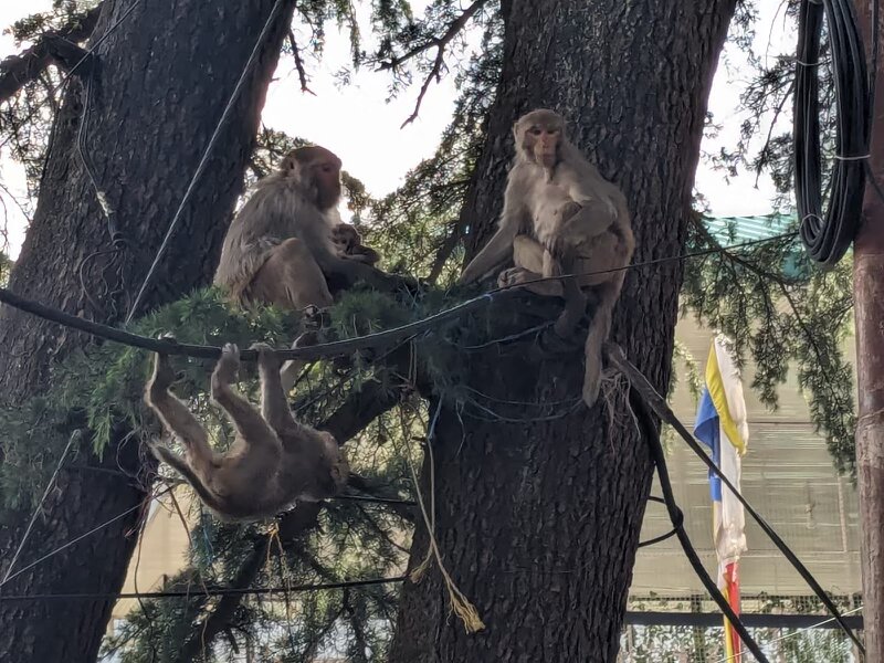 A family of monkeys we saw on our walk to work!
