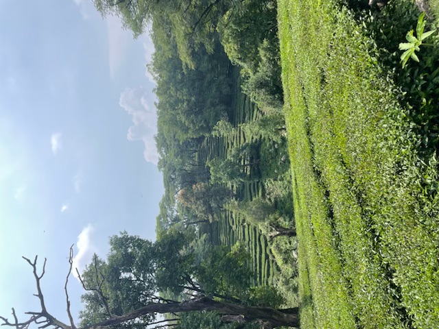 The gorgeous tea garden.