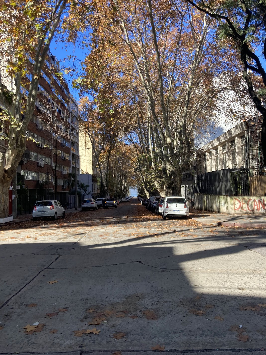 street lined with trees