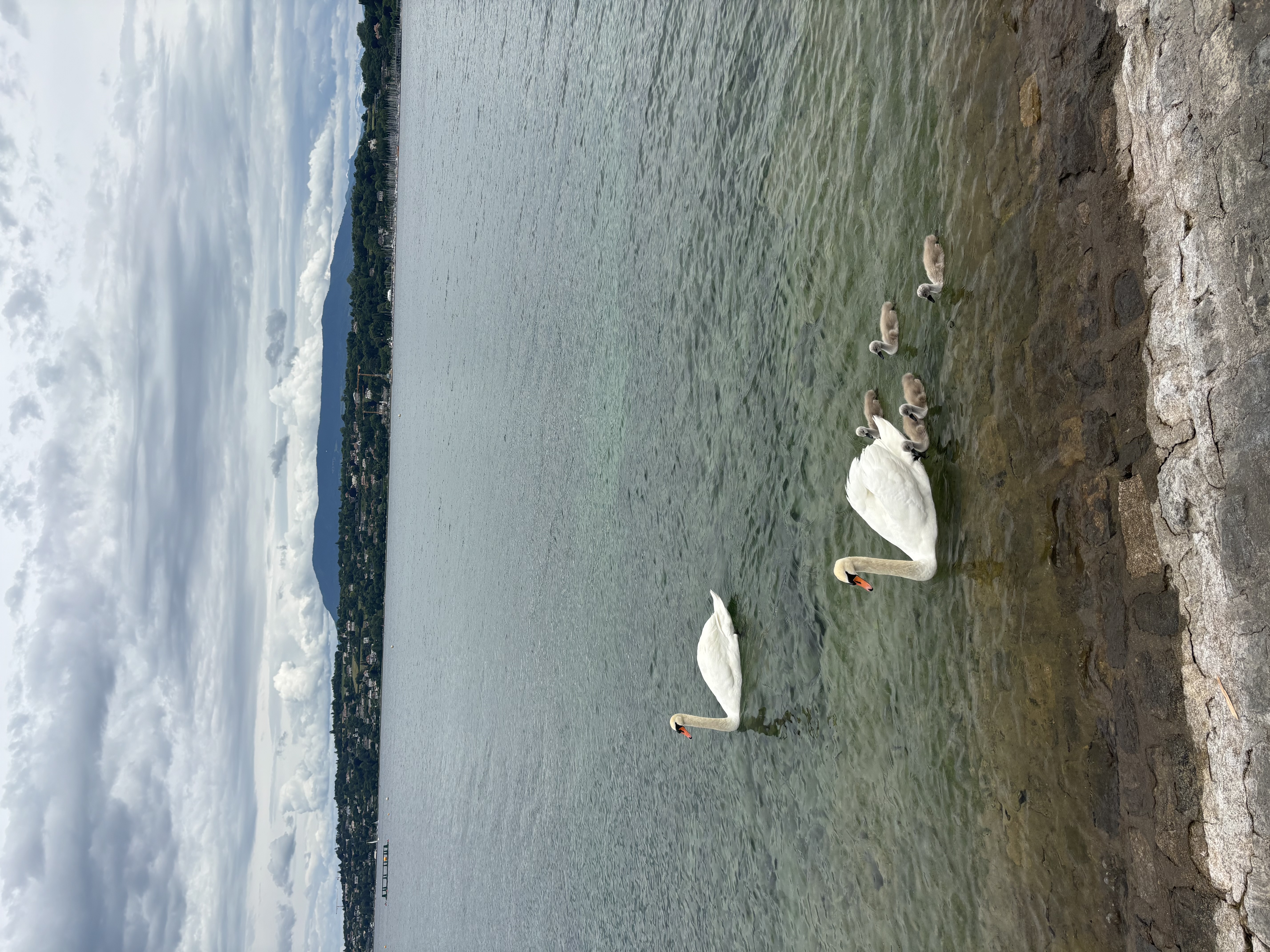 Swan family on Lake Geneva.