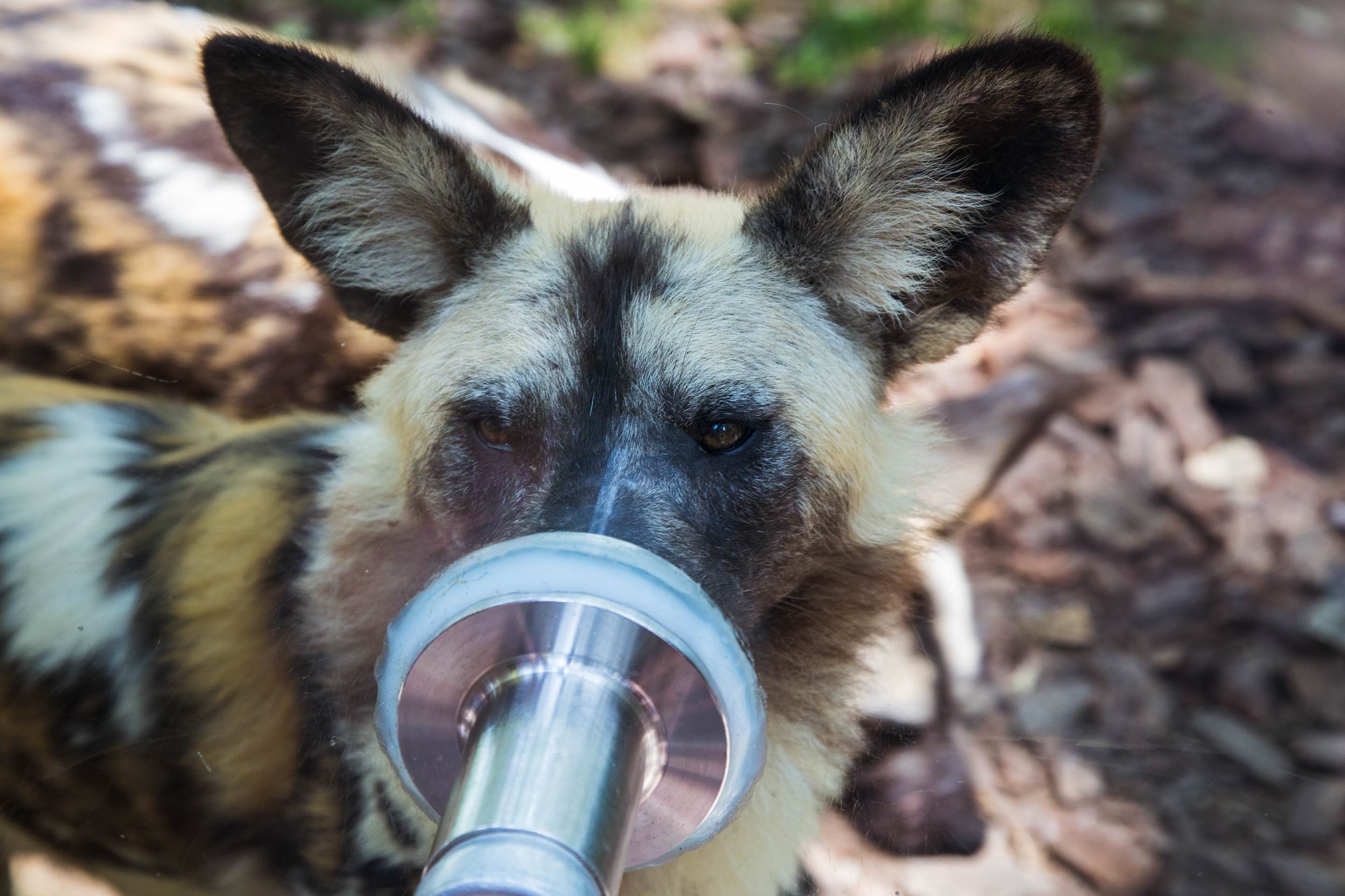 Me Feeding an African Wild Dog