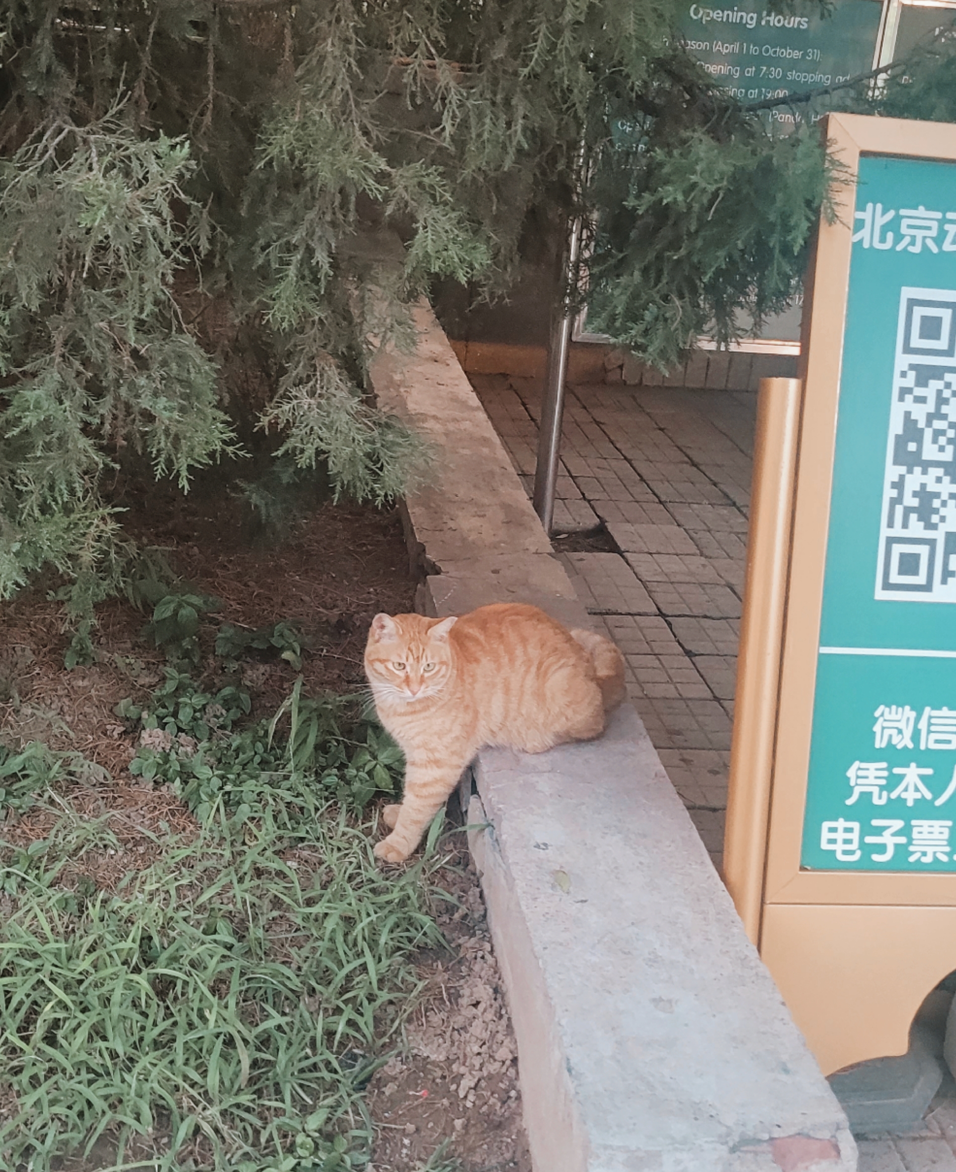 Cat I Saw Outside the Zoo