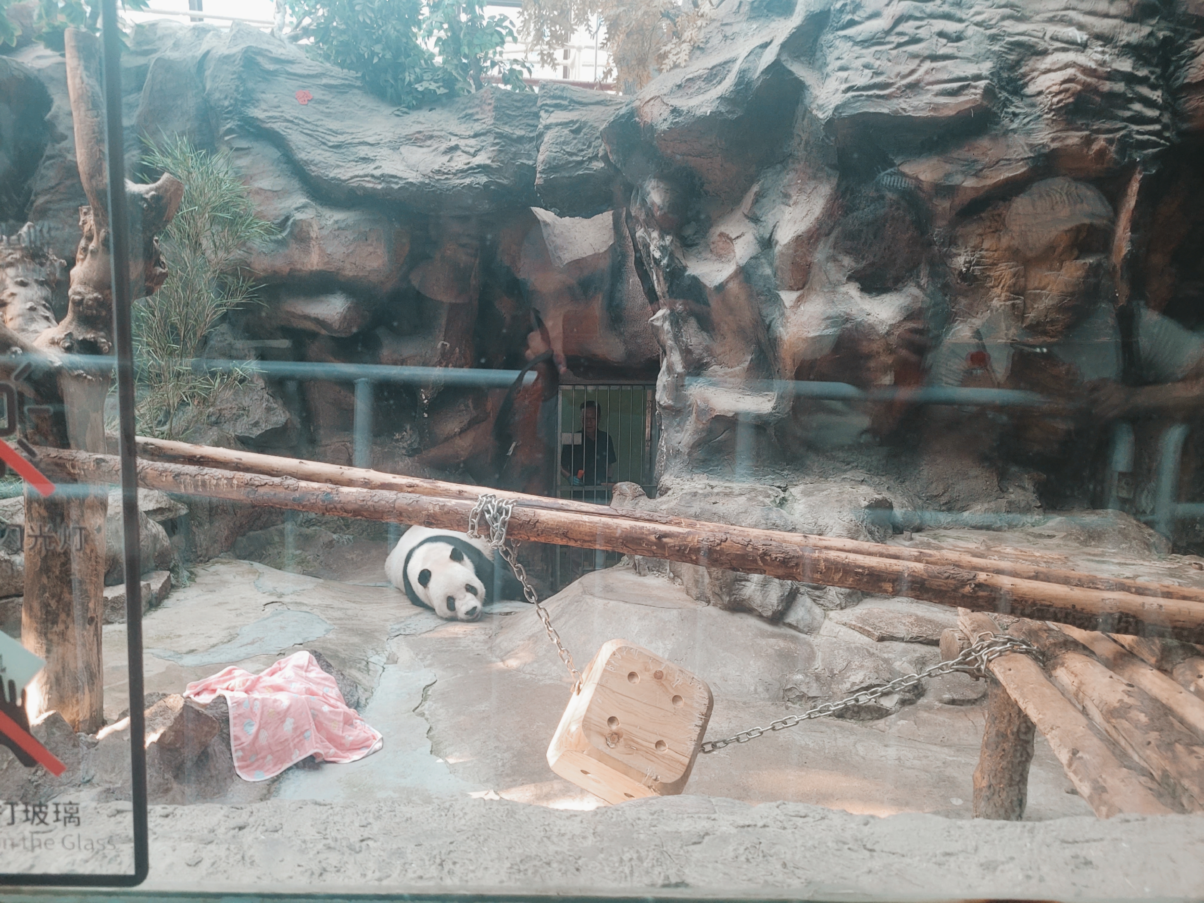 Panda as it was waking up