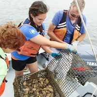 shellfishing in virginia